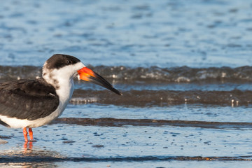 Black skimmer (sea gull) on the shore of Tybee Island Georgia.