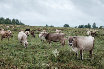 Cows grazing on the field