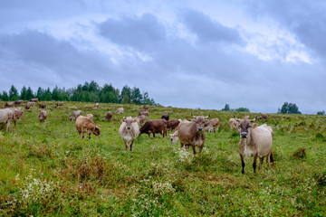Obraz na płótnie Canvas Cows grazing on the field