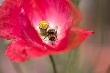 pink red blooming poppy with bees