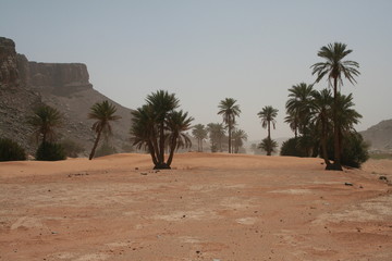 Palm trees in a valley of red sand of a desert