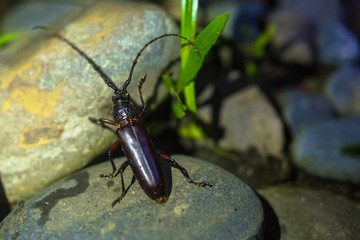 Manu National Park, Peru - August 10, 2017: Brown beetle insect in the Amazon rainforest of Manu National Park, Peru