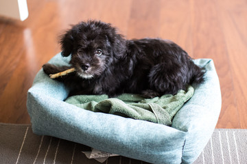 A puppy and his bone