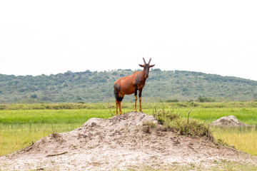 African antelope in the middle of Rwanda