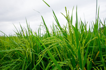 Close up of rice paddy rice field