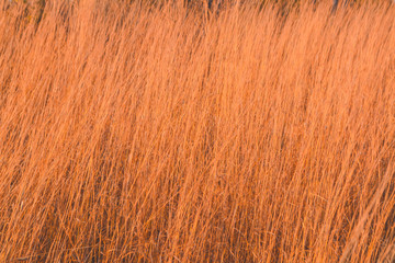 yellow grass  autumn  background