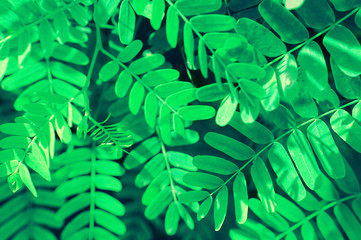 green leaves texture  fresh nature background