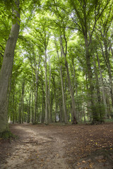 Spaziergang im Wald, Umweltbewusster Umgang mit der Natur