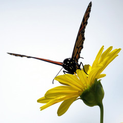  Toronto Lake Monarch on Ragwort flower 2017