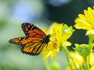 Toronto Lake Monarch on the Ragwort flower 2017