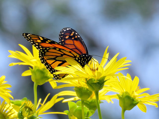  Toronto Lake Monarch on the Ragwort flowers 2017