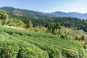 Fototapeta na wymiar beautiful panoramic view of green japan pine tree line with mountains in the background in starting of Autumn in Nagano, central Japan