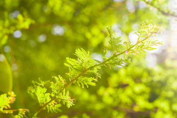 Colorful macro photo of a sunlit plant with green leaves on a sunny summer day