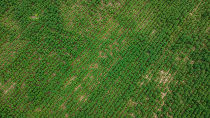 Aerial view of Cassava plantation