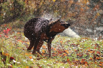 Nasser Hund schüttelt sich