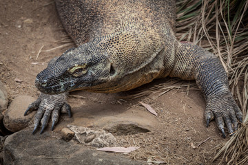 Extreme closeup of Komodo Dragon lizard
