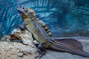 Sailfin Lizard resting on rocks