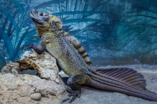 Sailfin Lizard resting on rocks