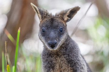 Fototapeta premium Portrait of Pademelon - native Australian marsupial
