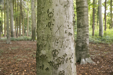 Macro Baum für Textelemente, Spaziergang im Wald, Umweltbewusster Umgang mit der Natur