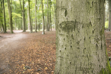 Macro Baum für Textelemente, Spaziergang im Wald, Umweltbewusster Umgang mit der Natur