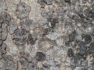 dry tree bark texture background
