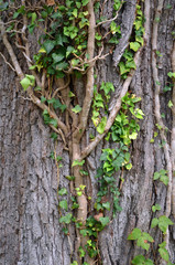 Heavy ivy vines growing up a tree trunk