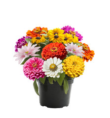 Colorful flowers in a flower pot