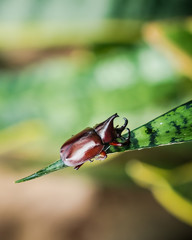 Beetle, Rhinosceros beetle closeup on blurred background.