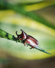Beetle, Rhinosceros beetle closeup on blurred background.