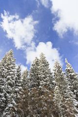 Beautiful pine trees covered in fresh snow