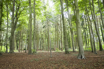 Spaziergang im Wald, Umweltbewusster Umgang mit der Natur