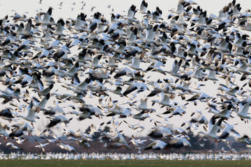 Migrating snow geese in Eastern Ontario in early winter