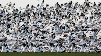 Migrating snow geese in Eastern Ontario in early winter