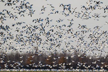 Migrating snow geese in Eastern Ontario, Canada