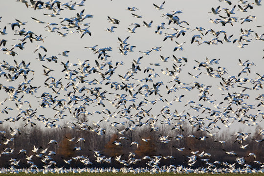 Migrating snow geese in Eastern Ontario, Canada
