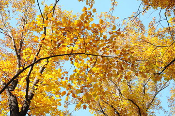 Autumn leaves of Platanus