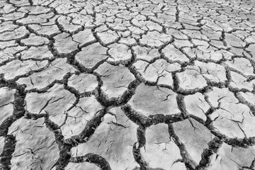 Black and white picture, dry soil cracked. Dead plants and animals
