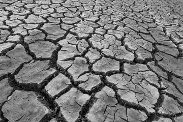 Black and white picture, dry soil cracked. Dead plants and animals
