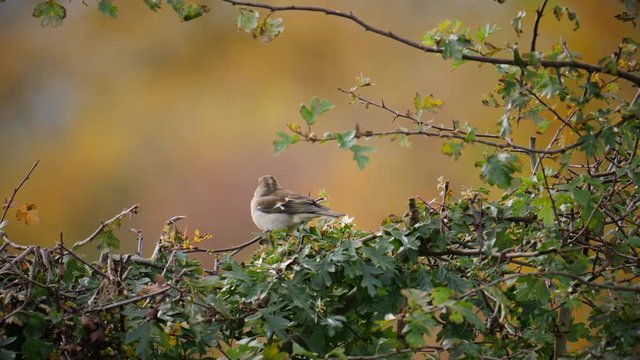 bird chaffinch sitting on hedge - Staffordshire, England: November 2017