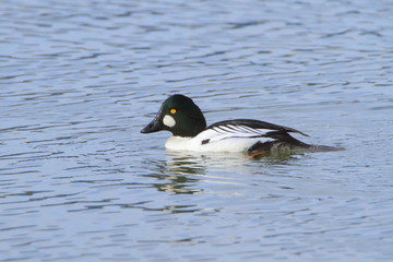 ホオジロガモ　Common Goldeneye