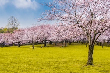 桜 満開 青空 花見