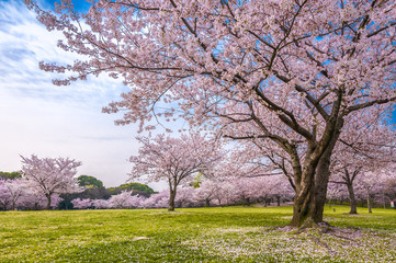 桜 満開 青空 花見
