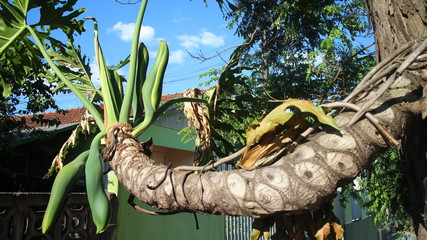 tronco de arvore antiga com raizes expostas