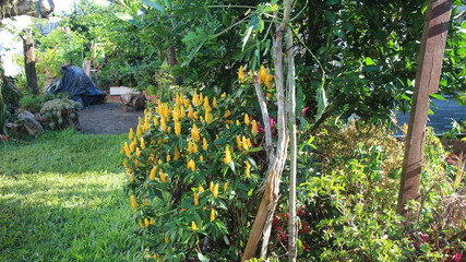 flores amarelas no jardim
