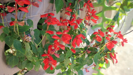 flores vermelhas, folhas verdes com muro ao fundo