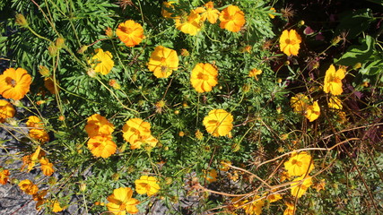 flores amarelas e folhas verdes com galhos secos