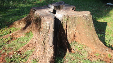 grande tronco velho com grama e buraco