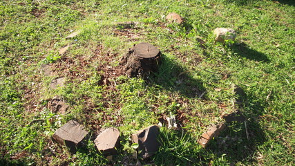 pequeno tronco com algumas pedras em volta