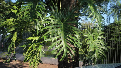 planta com grandes folhas e tronco grosso